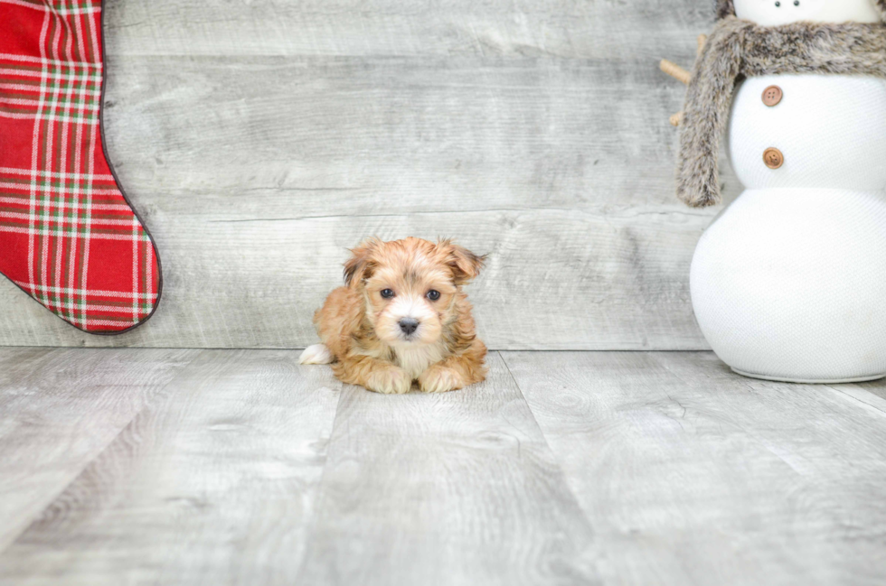 Small Morkie Baby