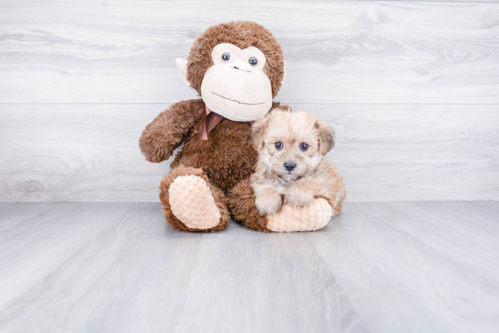 Adorable Yorkie Designer Puppy