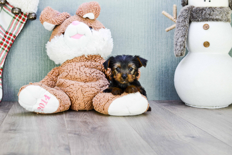 Meet Joey - our Yorkshire Terrier Puppy Photo 