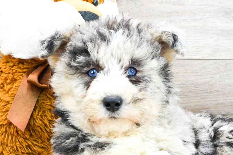 Mini Huskydoodle Puppies For Sale - Premier Pups