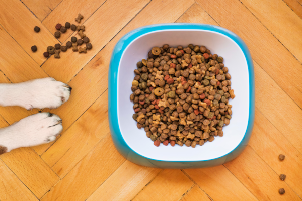A Complete Guide to Puppy Feeding: How Much to Feed A Puppy