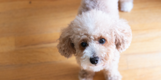 A Puppy for your Lifestyle - Part 2