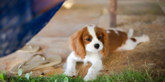 A Puppy for your Lifestyle - Part 3