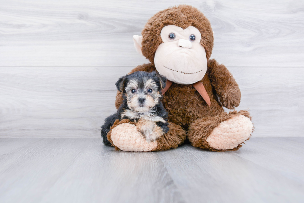 Smart Morkie Designer Pup