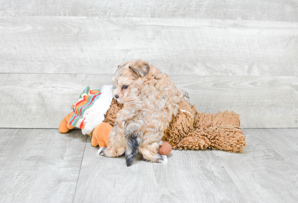 Morkie Puppy for Adoption