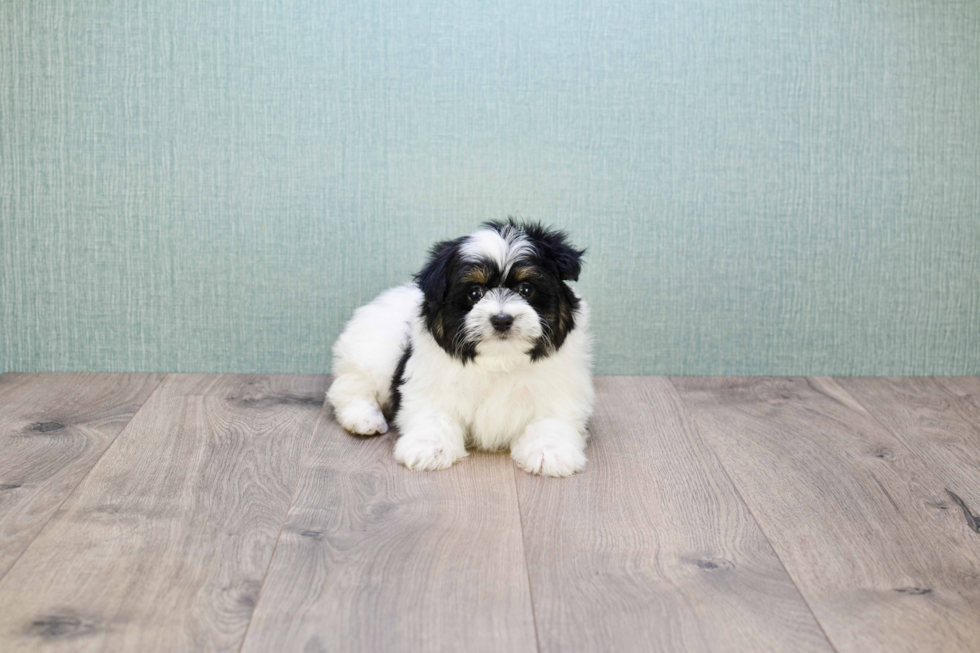 Small Teddy Bear Baby