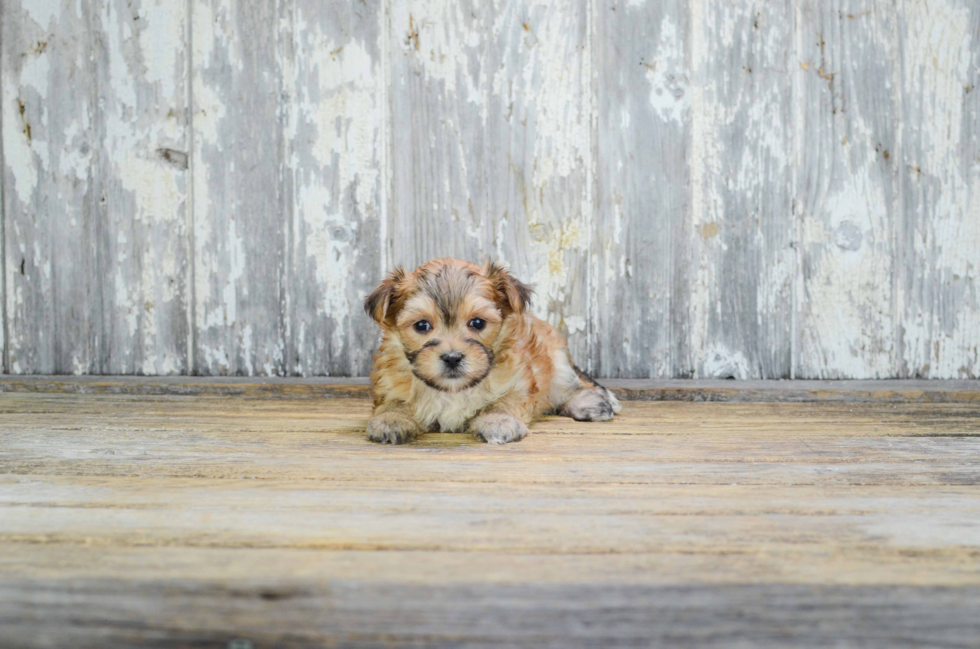 Energetic Yorkie Designer Puppy