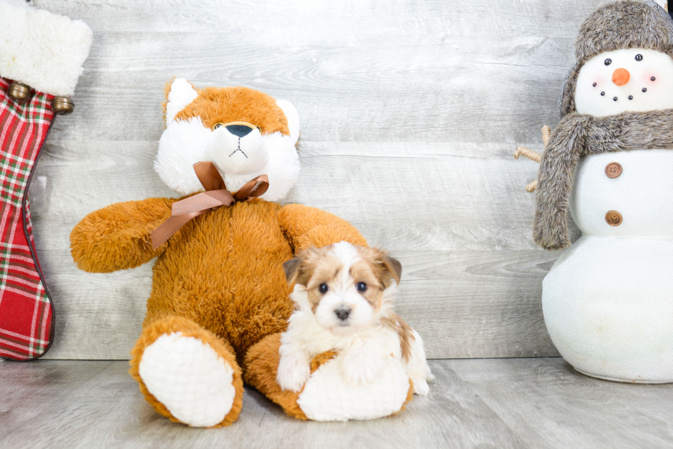 Little Yorkie Designer Puppy