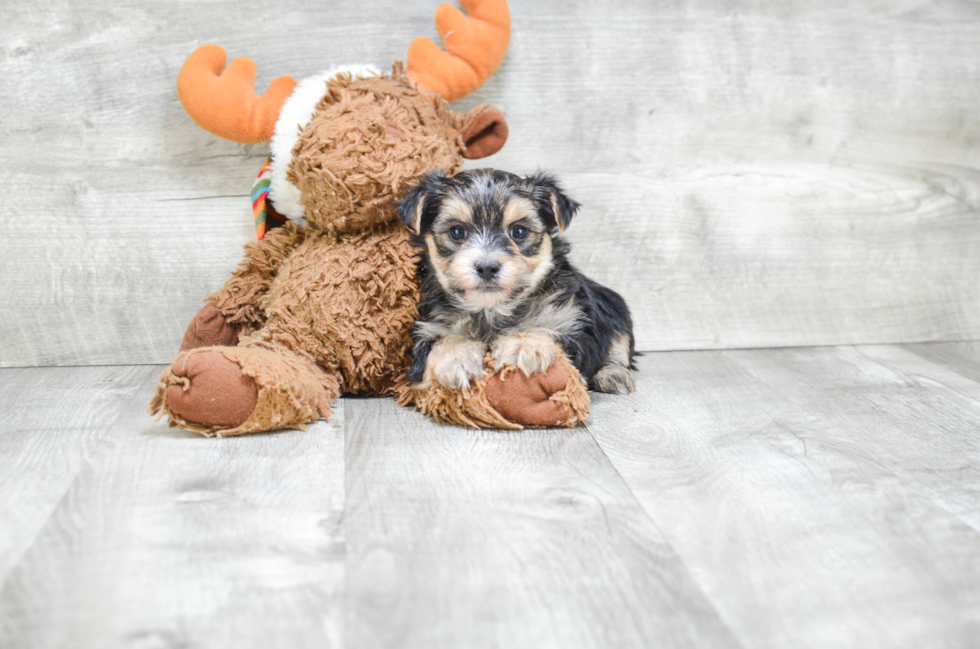 Morkie Pup Being Cute