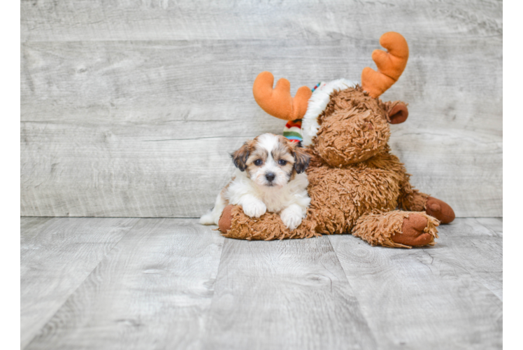 Little Shichon Designer Puppy