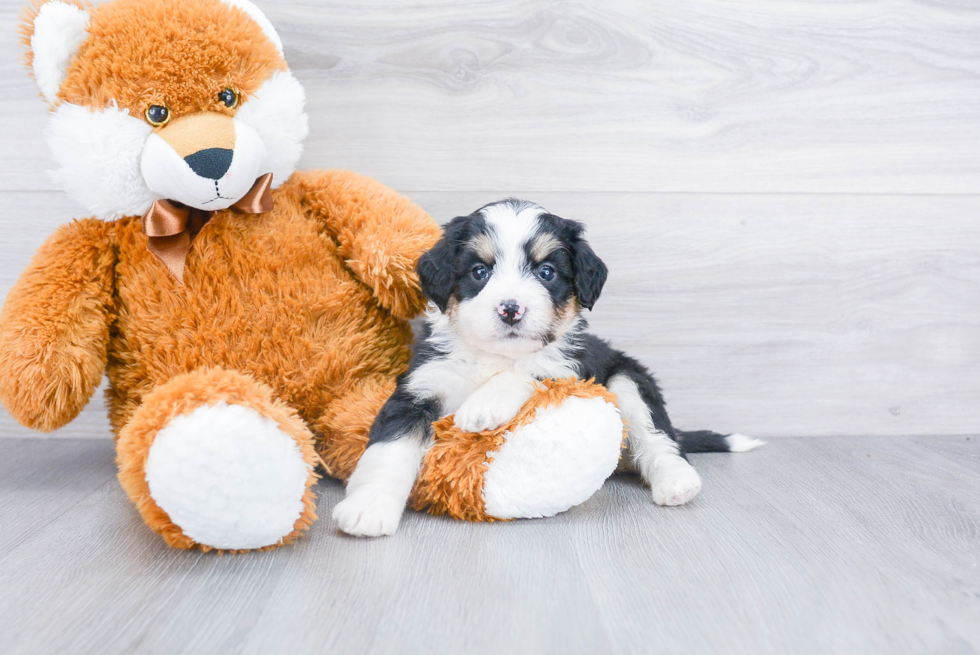 Mini Bernedoodle Puppy for Adoption