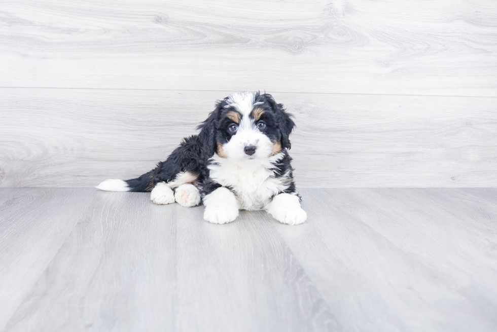 Funny Mini Bernedoodle Poodle Mix Pup