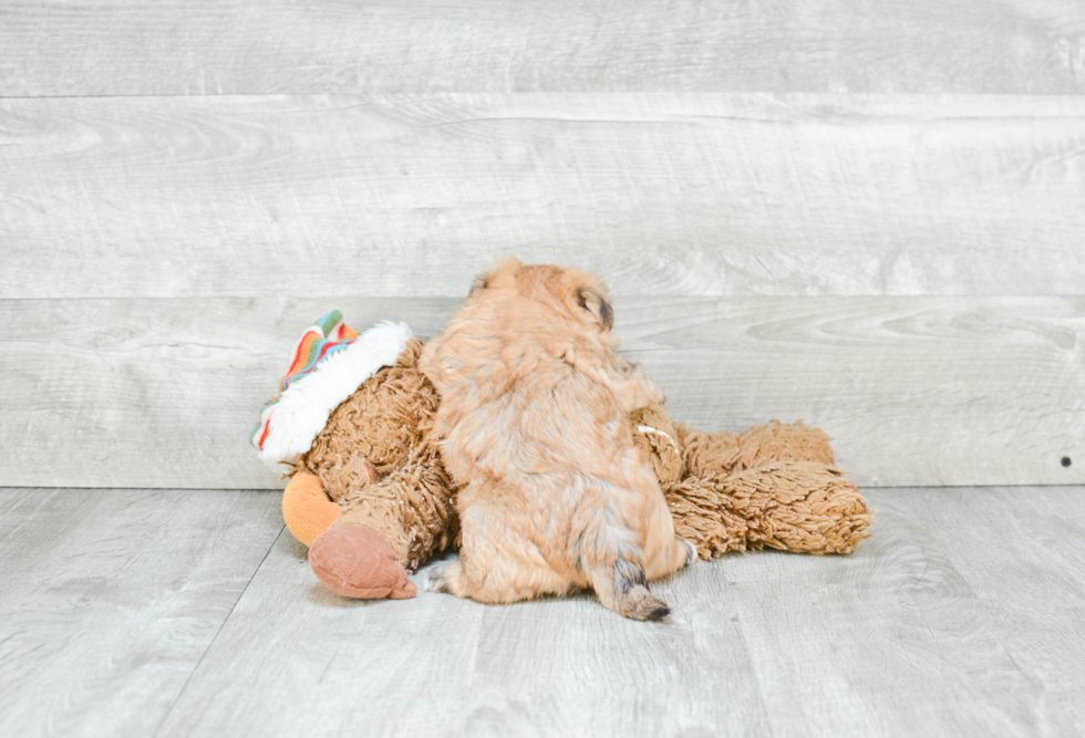 Popular Morkie Designer Pup