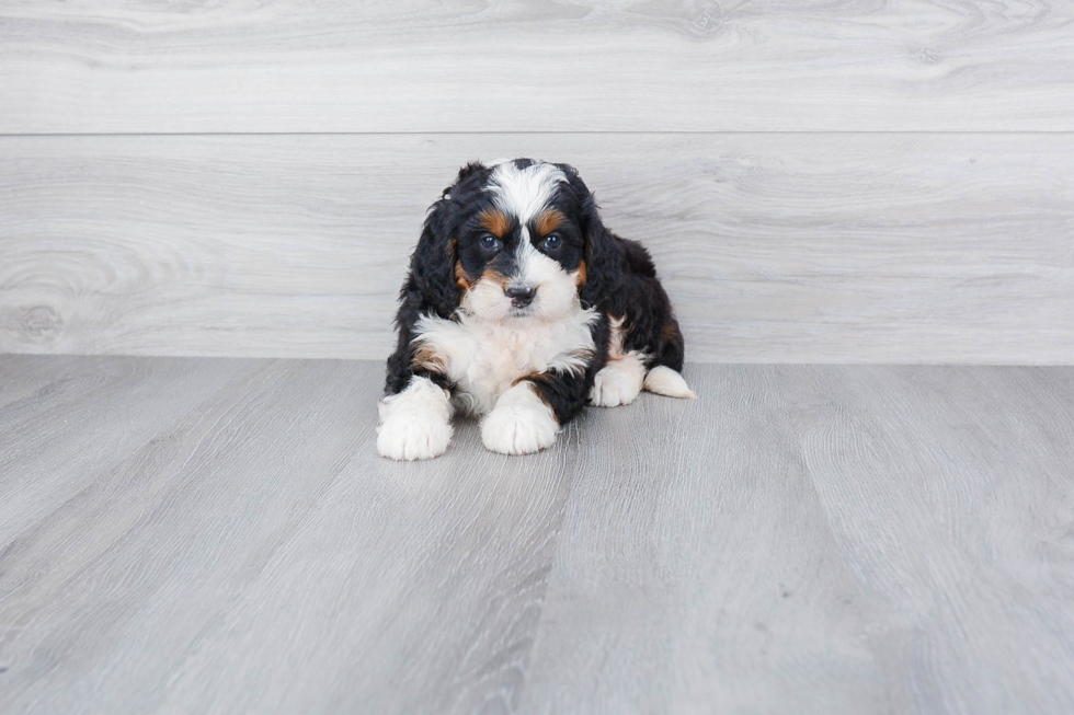 Energetic Mini Berniedoodle Poodle Mix Puppy