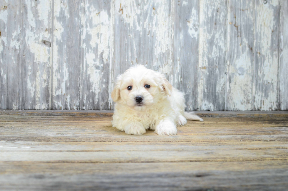 Hypoallergenic Maltese Poodle Poodle Mix Puppy