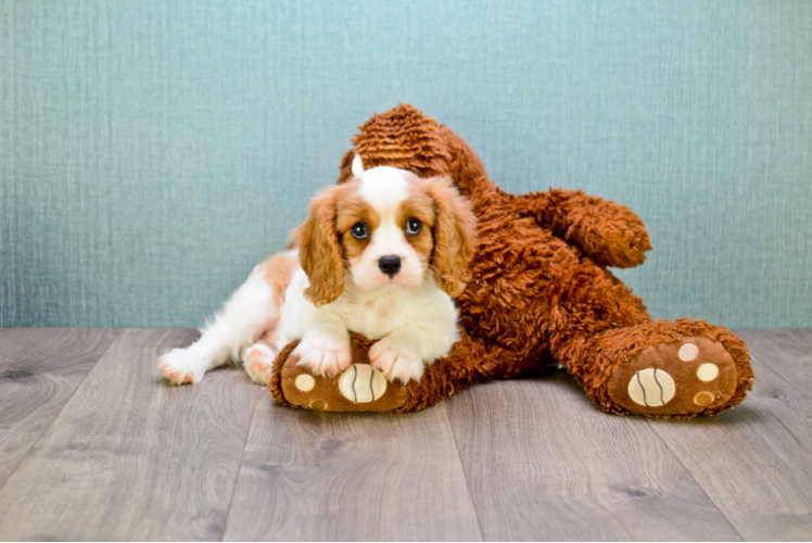 Cavalier King Charles Spaniel Pup Being Cute