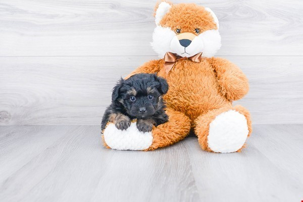 Sweet Mini Aussiedoodle Baby