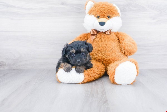 Sweet Mini Aussiedoodle Baby