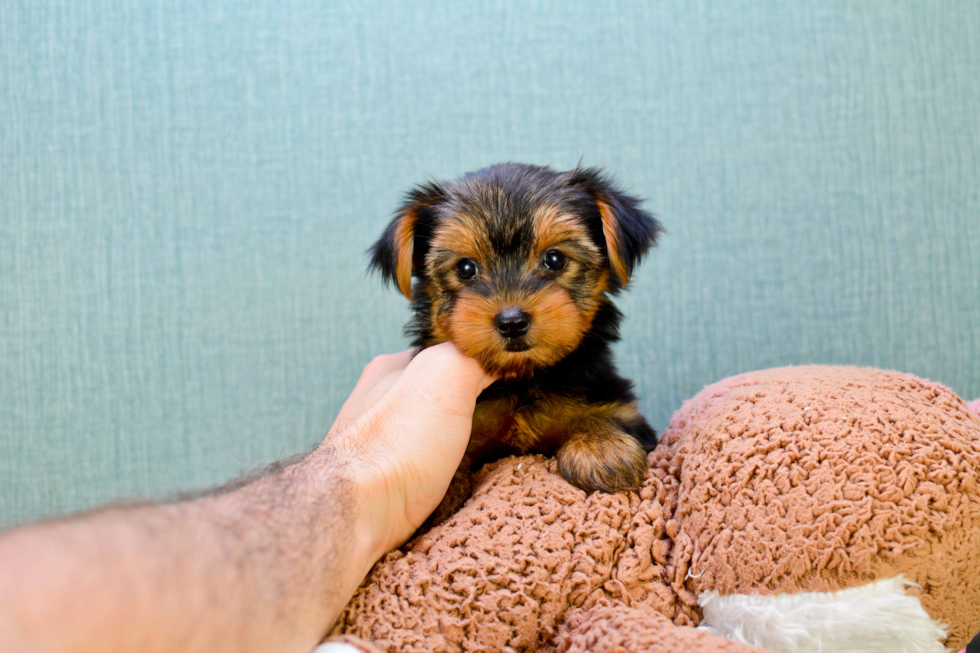 Meet Bella - our Yorkshire Terrier Puppy Photo 