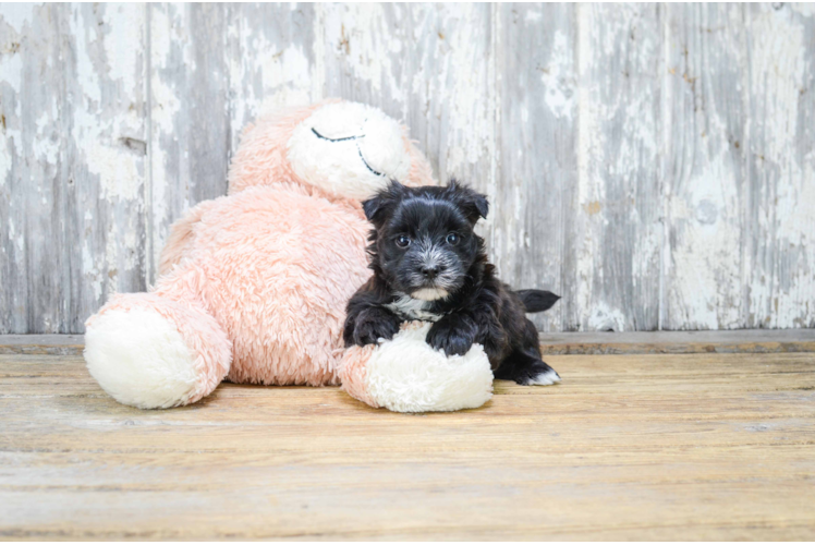 Morkie Pup Being Cute