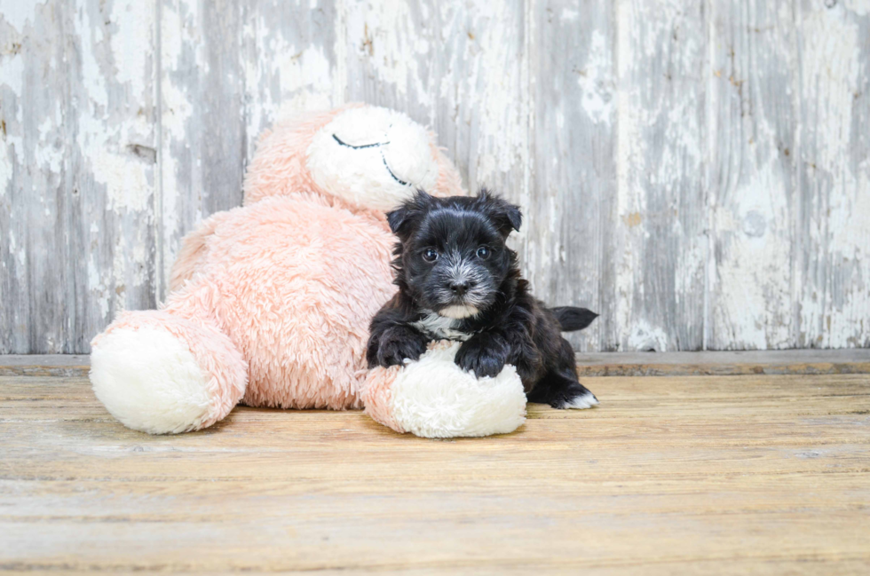 Morkie Pup Being Cute