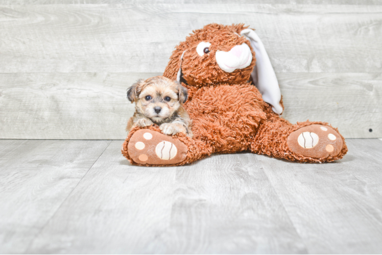 Best Morkie Baby