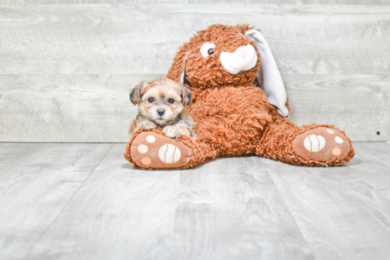 Best Morkie Baby