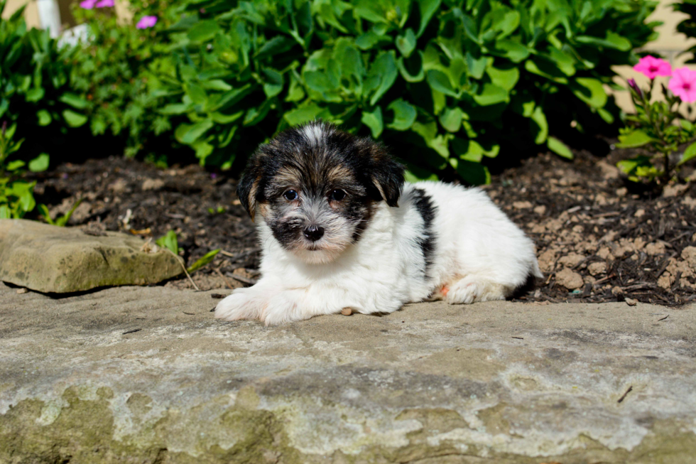 Morkie Puppy for Adoption