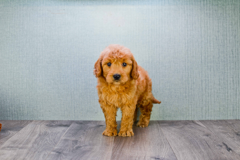 Adorable Golden Retriever Poodle Mix Puppy