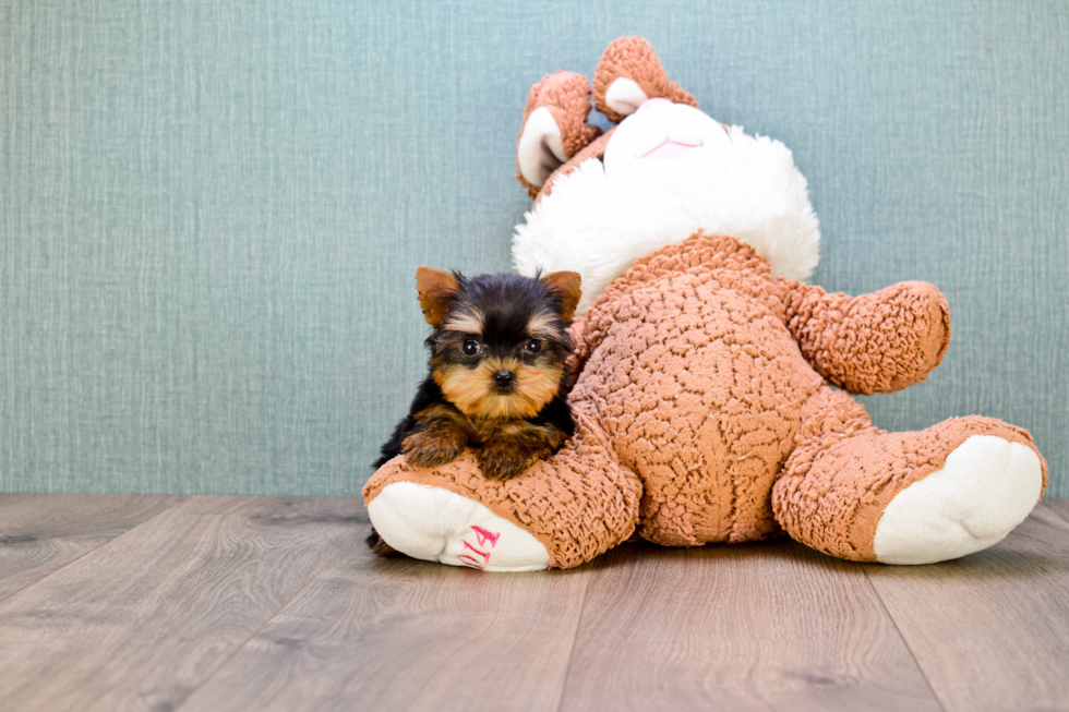Meet Miss Perfection - our Yorkshire Terrier Puppy Photo 