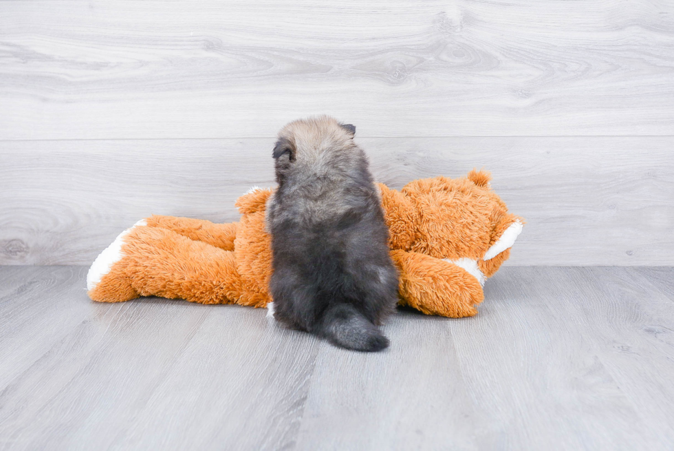 Popular Pomeranian Baby