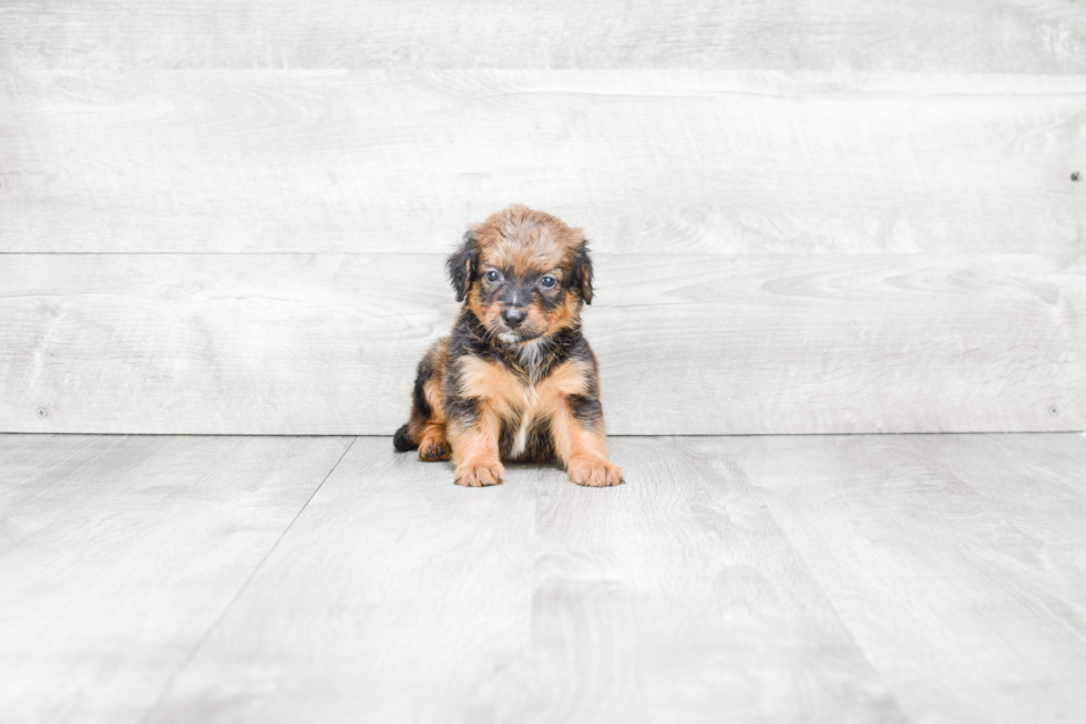 Little Mini Berniedoodle Poodle Mix Puppy