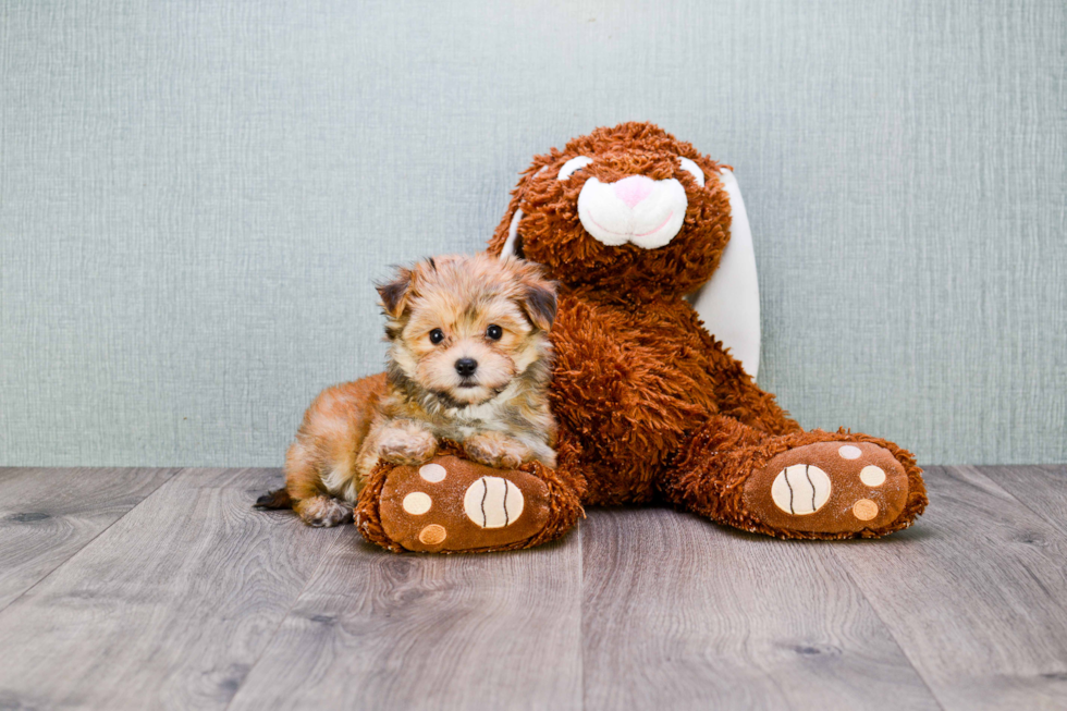 Morkie Pup Being Cute