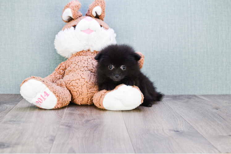 Friendly Pomeranian Baby