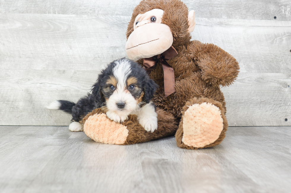 Mini Bernedoodle Pup Being Cute