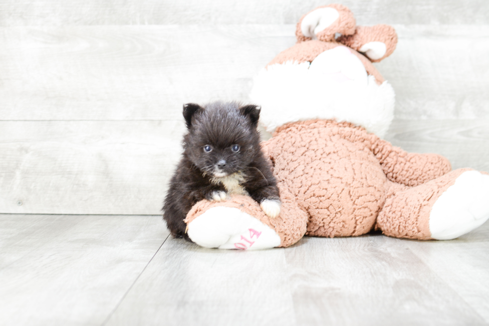 Pomeranian Puppy for Adoption