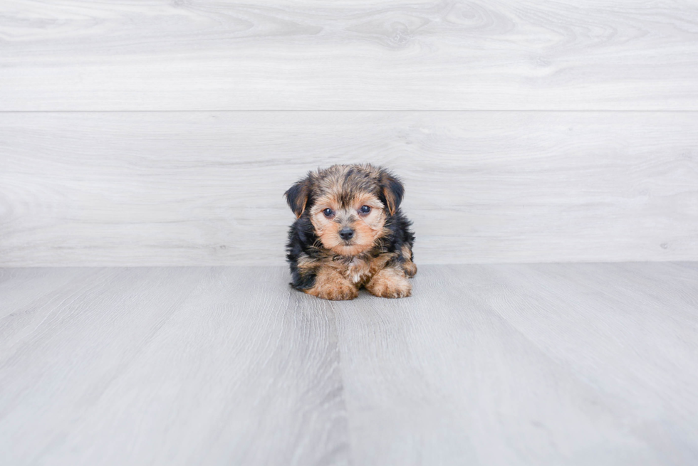 Adorable Yorkie Designer Puppy
