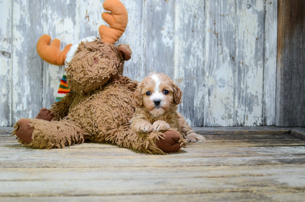 Playful Cavoodle Poodle Mix Puppy