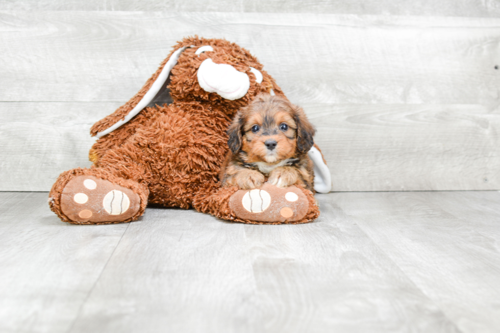 Friendly Mini Bernedoodle Baby