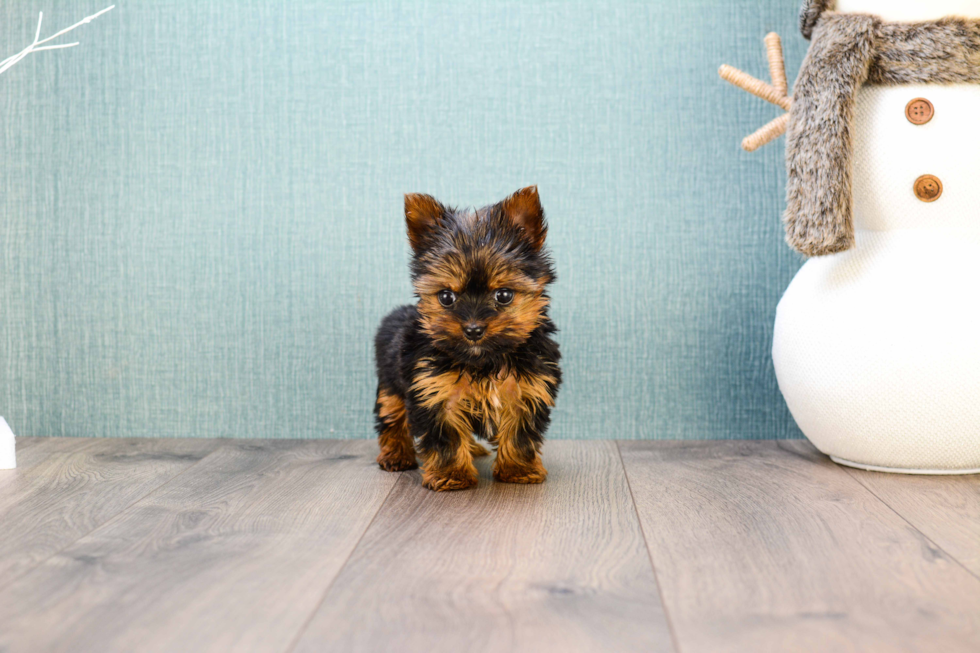 Meet Micro Teacup-Rebecca - our Yorkshire Terrier Puppy Photo 