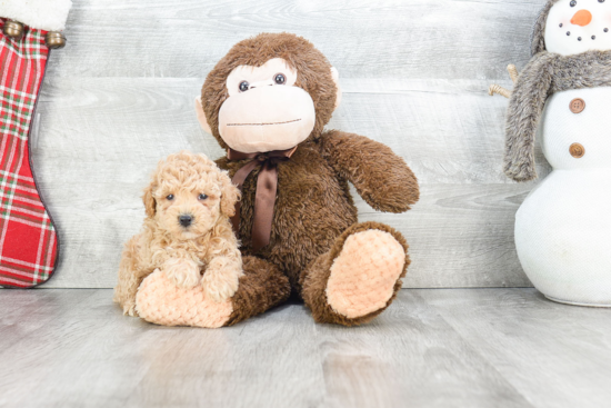 Maltipoo Puppy for Adoption