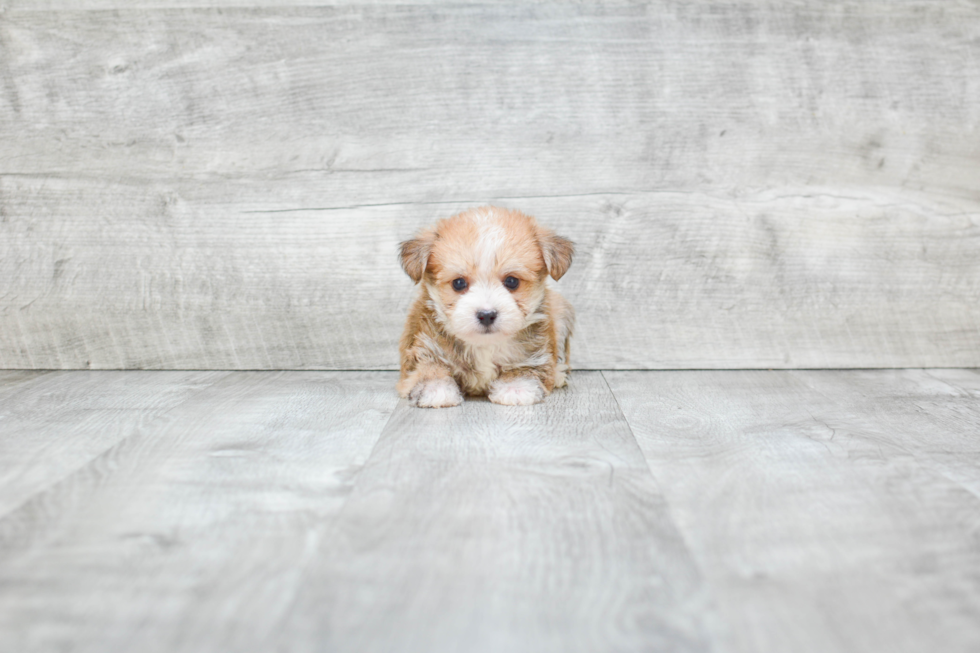 Sweet Morkie Baby