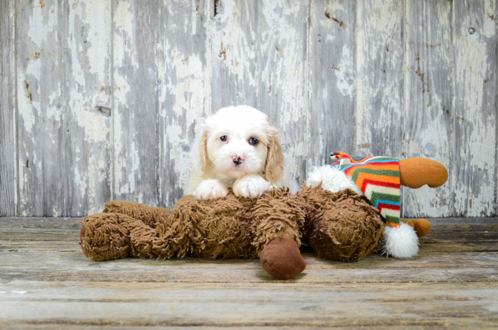 Happy Cavachon Baby