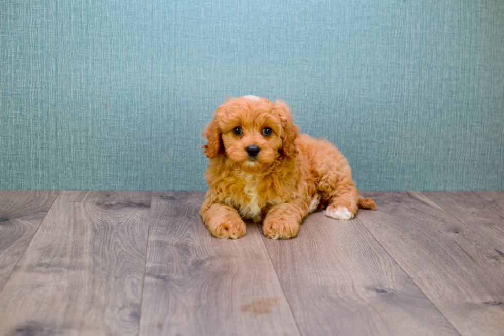 Sweet Mini Goldendoodle Baby