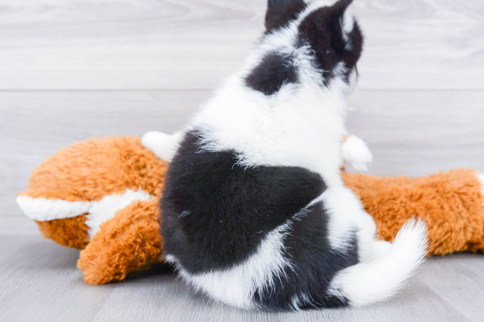 Fluffy Pomsky Designer Pup