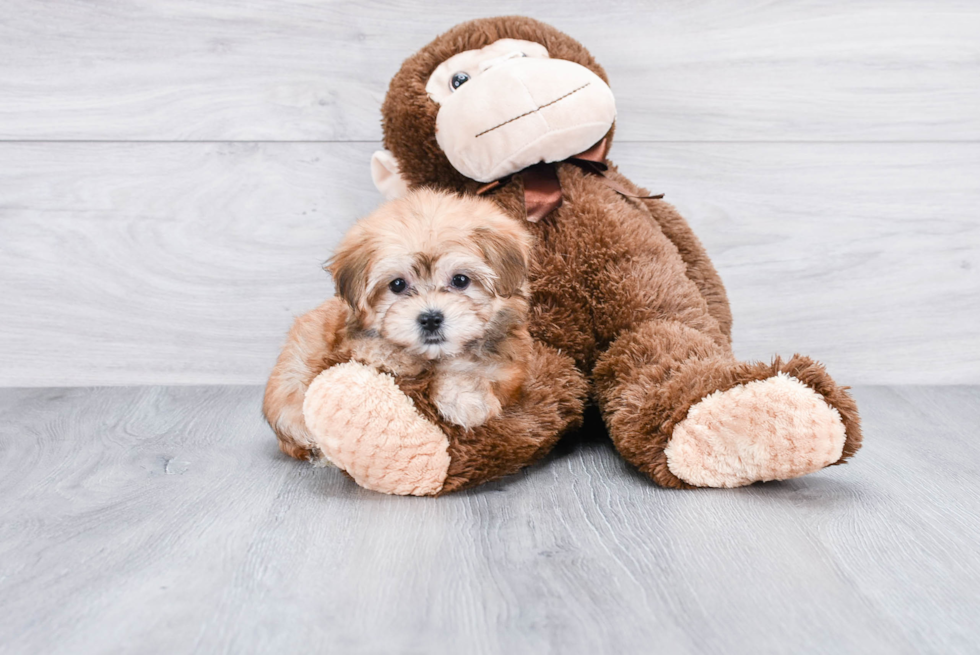 Friendly Morkie Baby