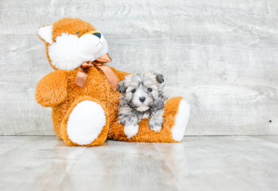 Best Havanese Baby