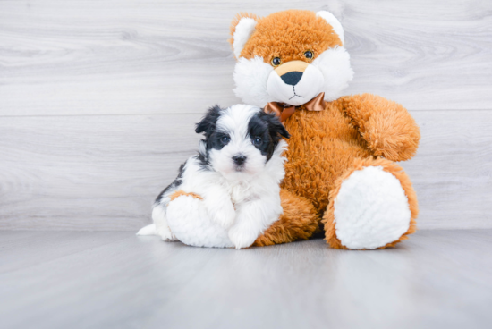 Morkie Pup Being Cute