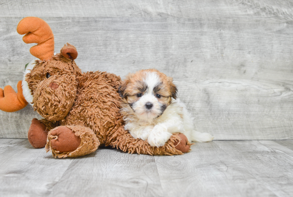 Teddy Bear Pup Being Cute
