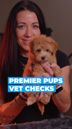 Premier Pups Every puppy at Premier Pups in Ohio receives a thorough vet check before going home